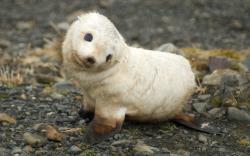 Just a baby Sea Lion, not a big deal, really