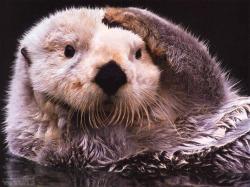 Sea Otter Desktop HD Wallpapers-11
