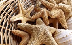 Basket Sea Stars