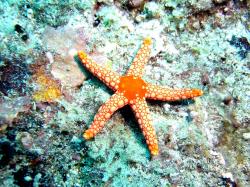 Starfish, Mauritius.jpg