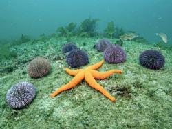 Starfish or sea stars are echinoderms belonging to the class Asteroidea. The names “starfish” and “sea star” essentially refer to members of this class.