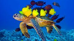 Sea Turtle Fish Wallpaper #80274 - Resolution 1600x900 px