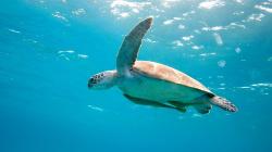 Sea Turtle Wallpaper HD ...