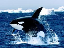 Killer Whale among ice floes, dark blue, sea, whales, whales 1600x1200