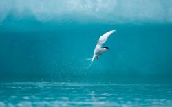 Seabird Arctic Tern