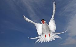 Arctic Tern Seabird