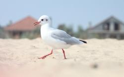 Bird Seagull Sand Beach