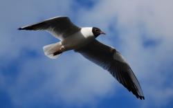 Seagull Bird Flight Sky