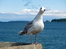 Public Breastfeeding Nightmare: How My Chest Narrowly Escaped the Wrath of Seagulls | Babble