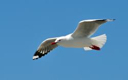Seagulls Bird
