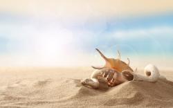 Seashell Sand Wallpaper