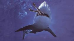 (2009) Malibu Shark Attack Poster Opt 1