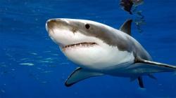 Great White Shark Pictures