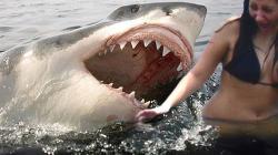 SHARK ATTACKS caught on tape