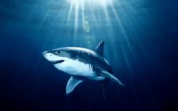 Shark Fish Underwater Art HD Wallpaper
