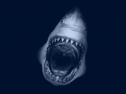 Great White Shark Cartelthemes Desktop Wallpaper