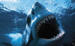 DOWNLOAD: Shark Wallpaper free picture 2560 x 1600