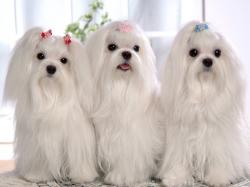 All Shih Tzu need love and affection because each one has different personality. Some of them can tolerate longer absence from their owners than others.