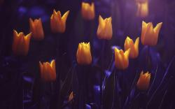 Shining yellow tulips