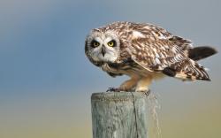 Short-eared Owl Bird