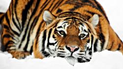 Amazing Siberian Tiger