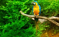 Sitting Macaw Parrot