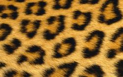 Free Leopard Skin 1680x1050 Wallpaper