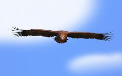 Sky Bird Eagle