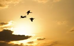 Sky Clouds Birds Storks
