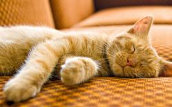 Cute Cat Sleeping Wallpaper 21615