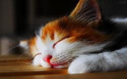 These wallpapers are high definition and available in wide range of sizes and resolutions. Download Sleeping Cat HD Wallpapers absolutely free for your Pc, ...