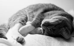 Sleeping Cat ?? ~ wallpaper