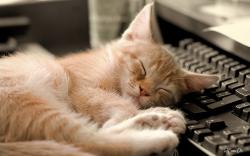 cats animals keyboards sleeping cat sleep keyboard