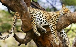 Jaguar sleeping tree