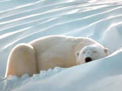 Sleeping Beauty Polar Bear.
