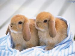 2 little cute baby bunnies