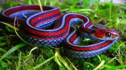 The Most Colorful Snake - California Red-Sided Garter Snake