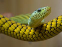 snake-reptile.jpg