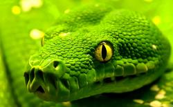 beautiful green snake hd wallpapers cool desktop background images widescreen