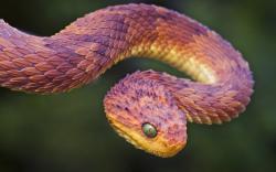5 – Peruvian Dragon Snake. No, your eyes aren't playing tricks on you: this snake is pointy as hell. Any expert would tell you not to pick up something that ...