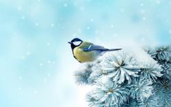 Snow Bird HD wallpapers