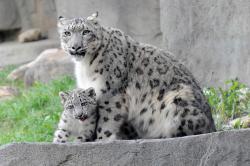 Snow Leopard Cub Can't Stop Jumping On Things During Public Debut At Brookfield Zoo (VIDEO, PHOTOS)