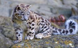 Snow leopard cub