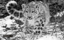 Snow Leopard 1080p