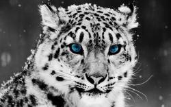 ... anry-snow-leopard-wallpapers blue_eyed_snow_leopard-wide ...
