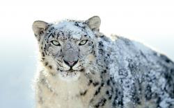 Snow Leopard HD Wallpaper Free Download