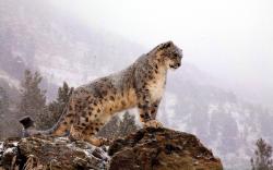 Snow Leopard Watch