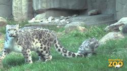 Snow Leopard Cub Makes Public Debut at Brookfield Zoo