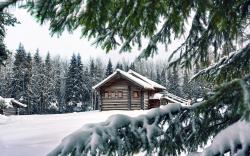 Snow Pine Background