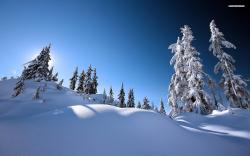 Snowy Trees 32381 1920x1080 px